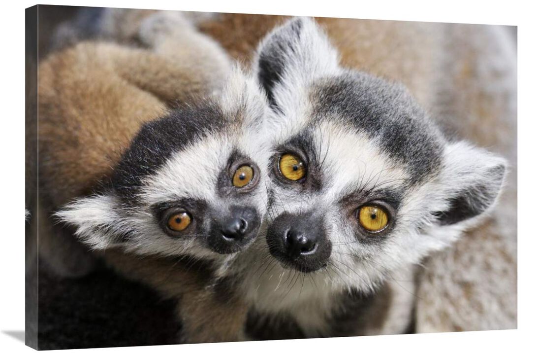 Ring-tailed Lemur, portrait of adult with young.-Canvas Art-36x24
