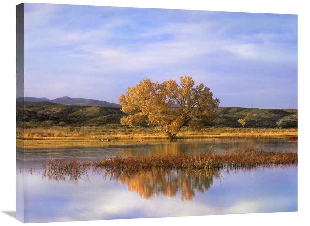 Sandhill Crane flock in pond, Bosque del Apache National Wildlife Refuge, New Mexico-Canvas Art-32x24