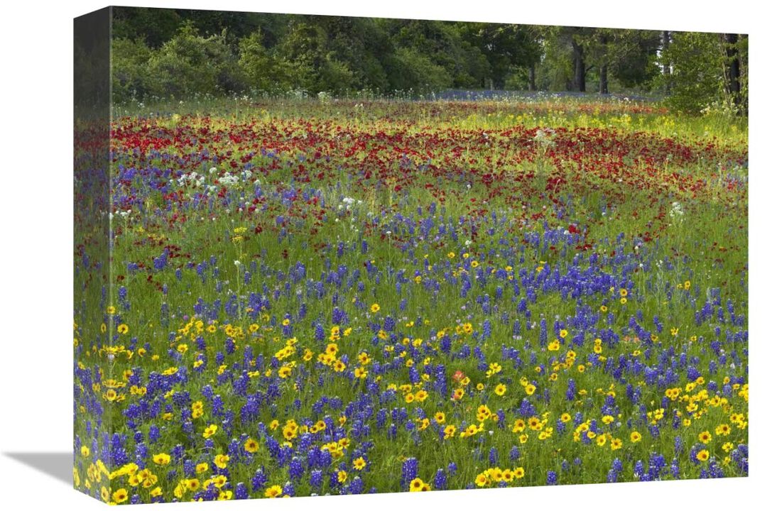 Annual Coreopsis Texas Bluebonnet and Drummonds Phlox-Canvas Art-16x12