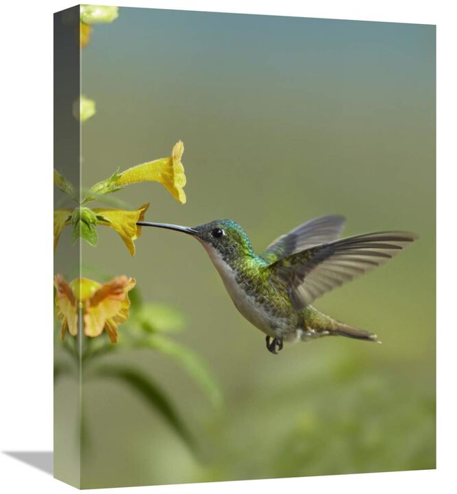 Andean Emerald hummingbird feeding on a yellow flower, Ecuador-Canvas Art-12x16
