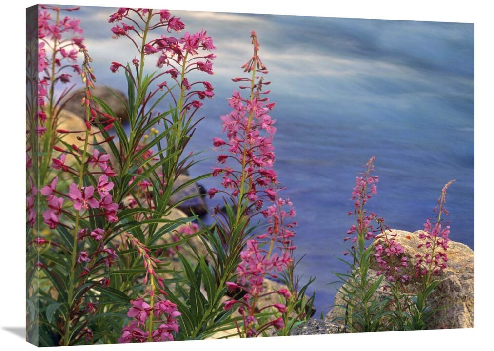 Fireweed against flowing stream, North America-Canvas Art-32x24
