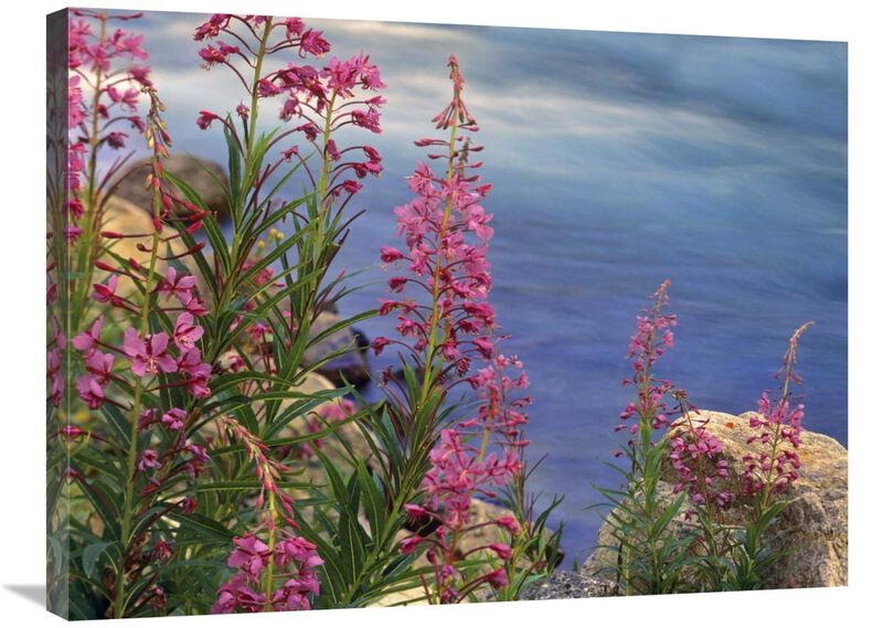 Fireweed against flowing stream, North America-Canvas Art-32x24