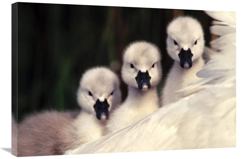 Mute Swans three cygnets on parents back, Europe-Canvas Art-36x24