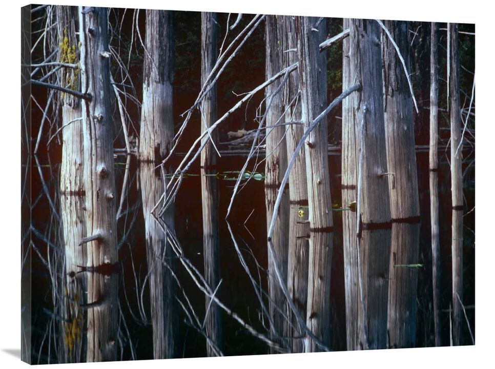 Western Red Cedar trees, Oliphant Lake, British Columbia, Canada-Canvas Art-40x30