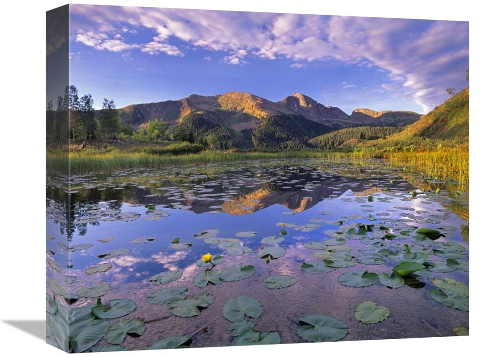 Lily Pads and reflection of Snowdon Peak in pond, west Needle Mountains, Colorado-Canvas Art-16x13.44