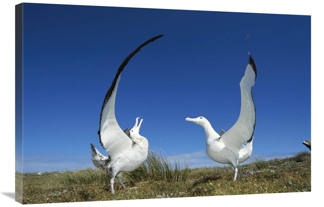 Gibsons Wandering Albatross courtship display, Adams Island, Aucklands Group, New Zealand-Canvas Art-36x24