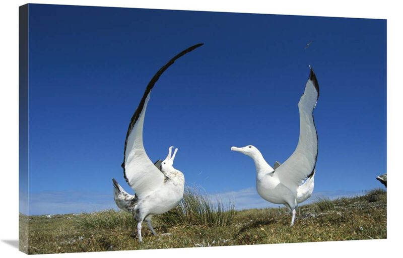 Gibsons Wandering Albatross courtship display, Adams Island, Aucklands Group, New Zealand-Canvas Art-36x24