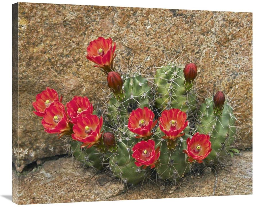 Claret Cup Cactus flowering, Utah-Canvas Art-36x29.88