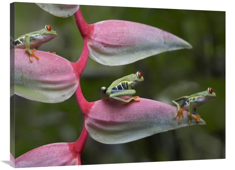 Red-eyed Tree Frog three sitting on Heliconia, Costa Rica-Canvas Art-40x30