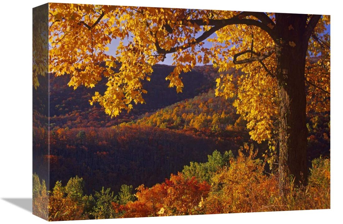 Autumn deciduous forest, Shenandoah National Park, Virginia-Canvas Art-16x12