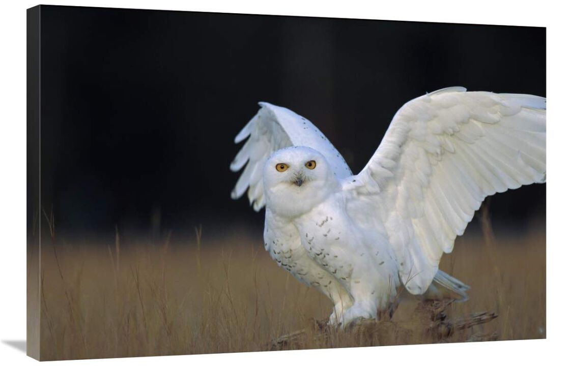 Snowy Owl adult, circumpolar species, British Columbia, Canada-Canvas Art-36x24