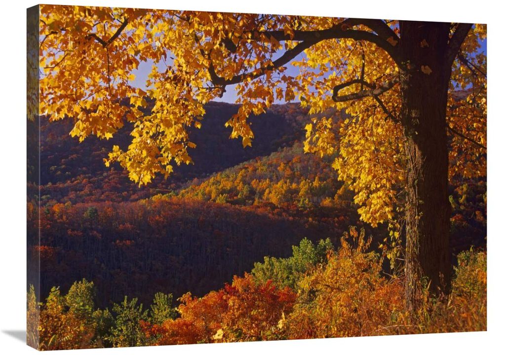 Autumn deciduous forest, Shenandoah National Park, Virginia-Canvas Art-32x24