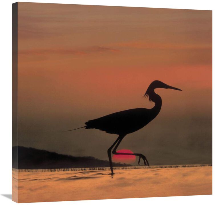 Little Egret silhouetted at sunset, Africa-Canvas Art-30x30