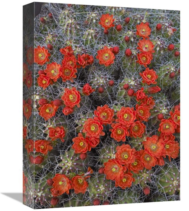 Claret Cup Cactus detail of flowers in bloom, North America-Canvas Art-12x16