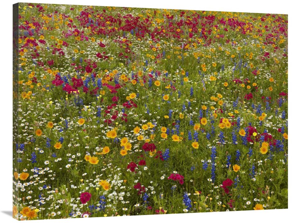 Drummonds Phlox near Westhoff, Texas-Canvas Art-40x30