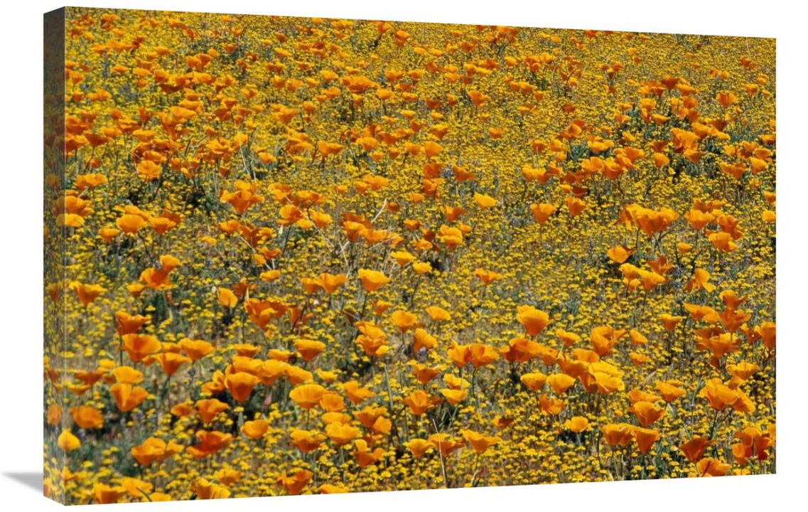 California Poppies and Golden Yarrow California-Canvas Art-30x20