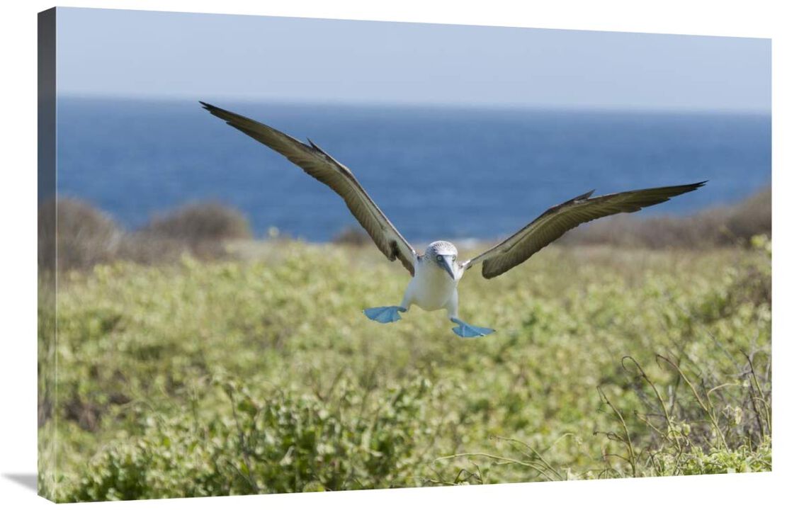 Blue-footed Booby landing, Galapagos Islands, Ecuador-Canvas Art-36x24