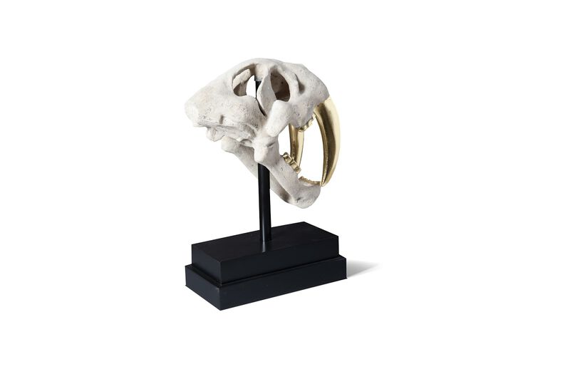 Saber Tooth Tiger Skull
