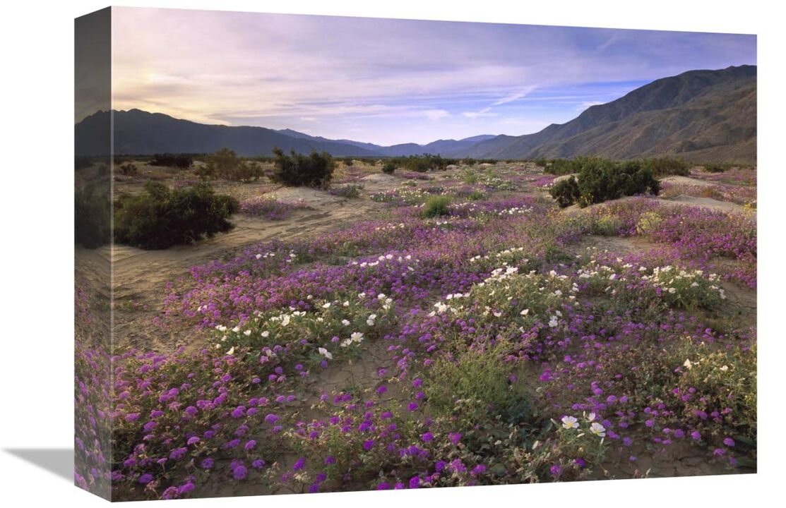 Sand Verbena and Primrose blooming, Anza-Borrego Desert State Park, California-Canvas Art-16x12