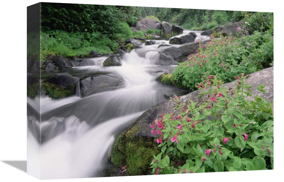 Paradise River surrounded by spring flowers, Mt Rainier National Park, Washington-Canvas Art-16x12