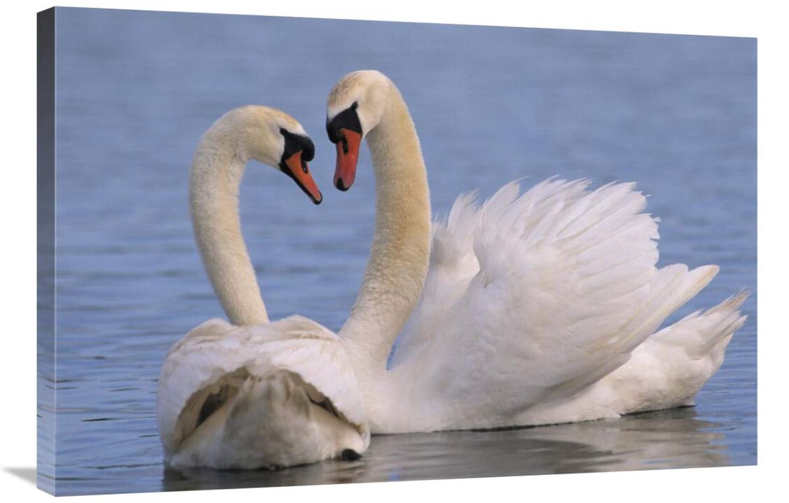 Mute Swan pair courting, Europe-Canvas Art-36x24