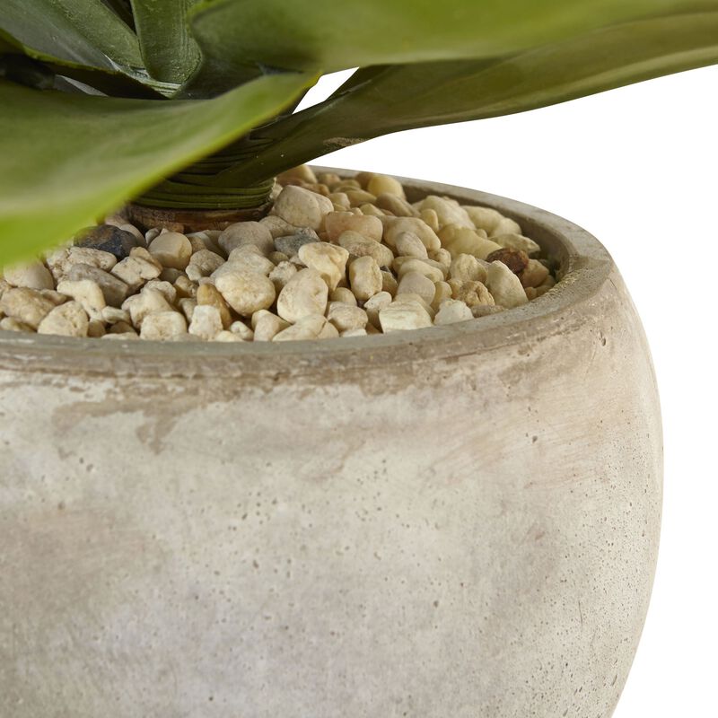 Hivvago Agave in Sand Colored Bowl