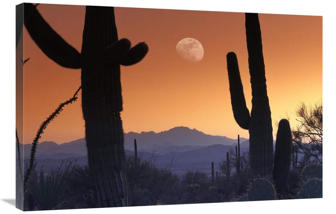 Kitt Peak under moon from Saguaro National Monument, Arizona-Canvas Art-36x24
