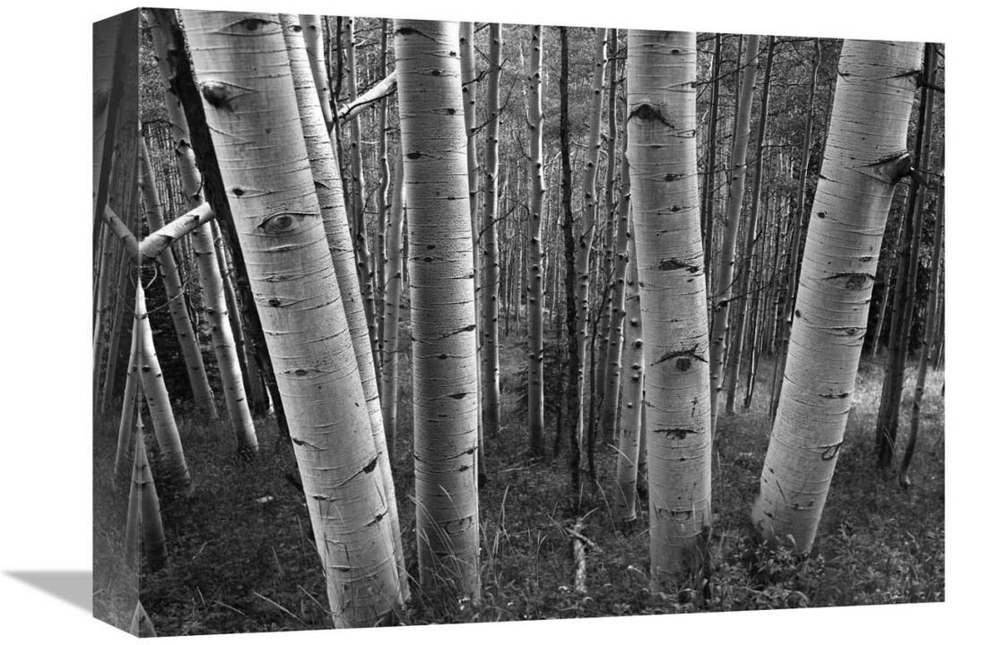 Aspen forest in spring, Gunnison National Forest, Colorado - BW-Canvas Art-16x12