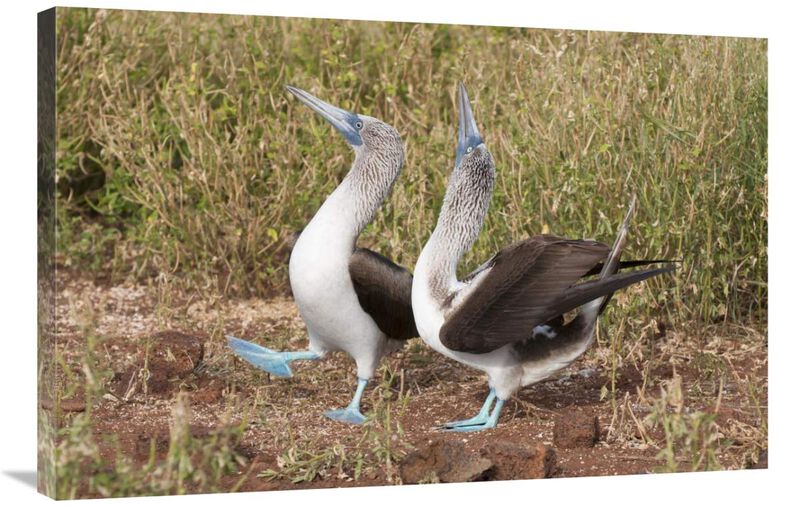 Blue-footed Booby pair in courtship dance, Galapagos Islands, Ecuador-Canvas Art-36x24