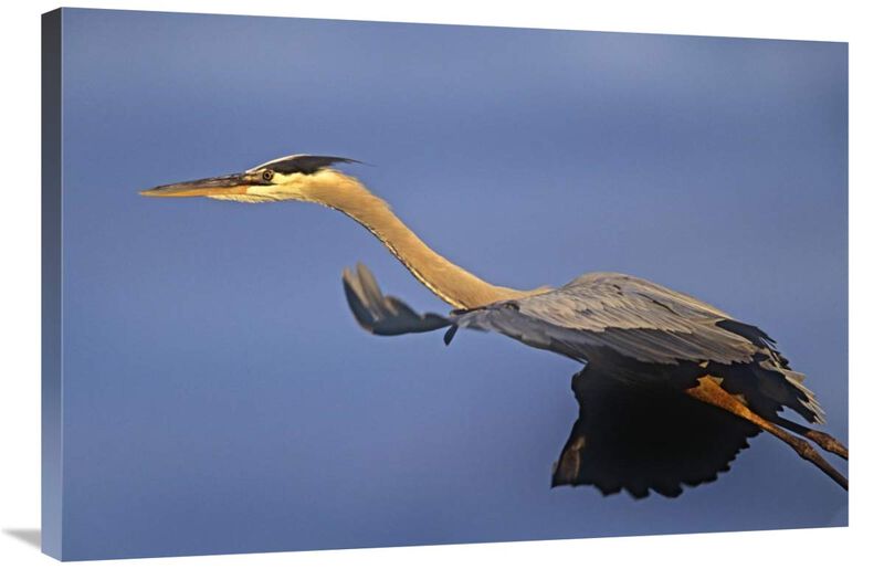 Great Blue Heron flying, North America-Canvas Art-36x24