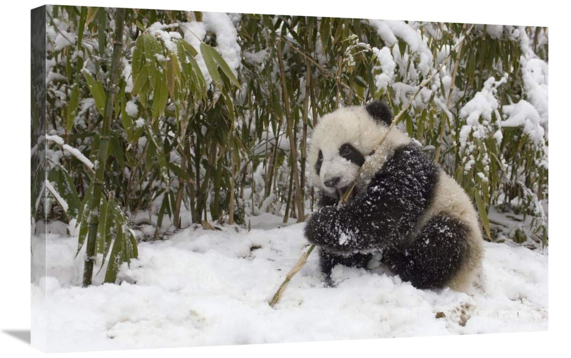 Giant Panda cub eating bamboo, Wolong Nature Reserve, China-Canvas Art-30x20