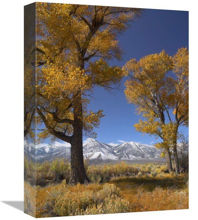 Cottonwood with the Carson Range in the background, Nevada-Canvas Art-12x16