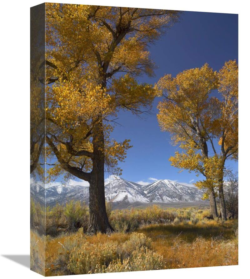 Cottonwood with the Carson Range in the background, Nevada-Canvas Art-12x16