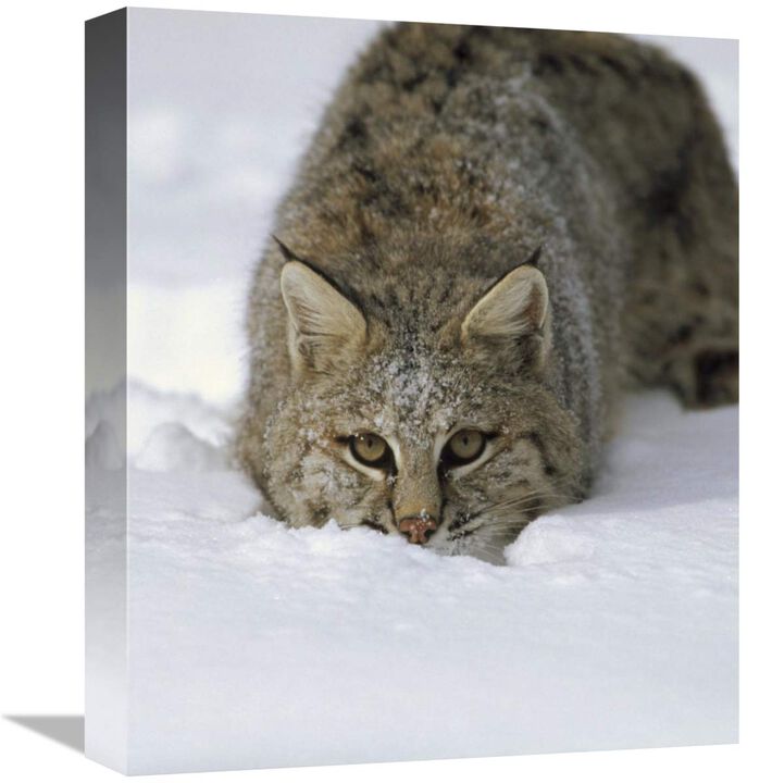Bobcat crouching in snow, Colorado-Canvas Art-13.44x16