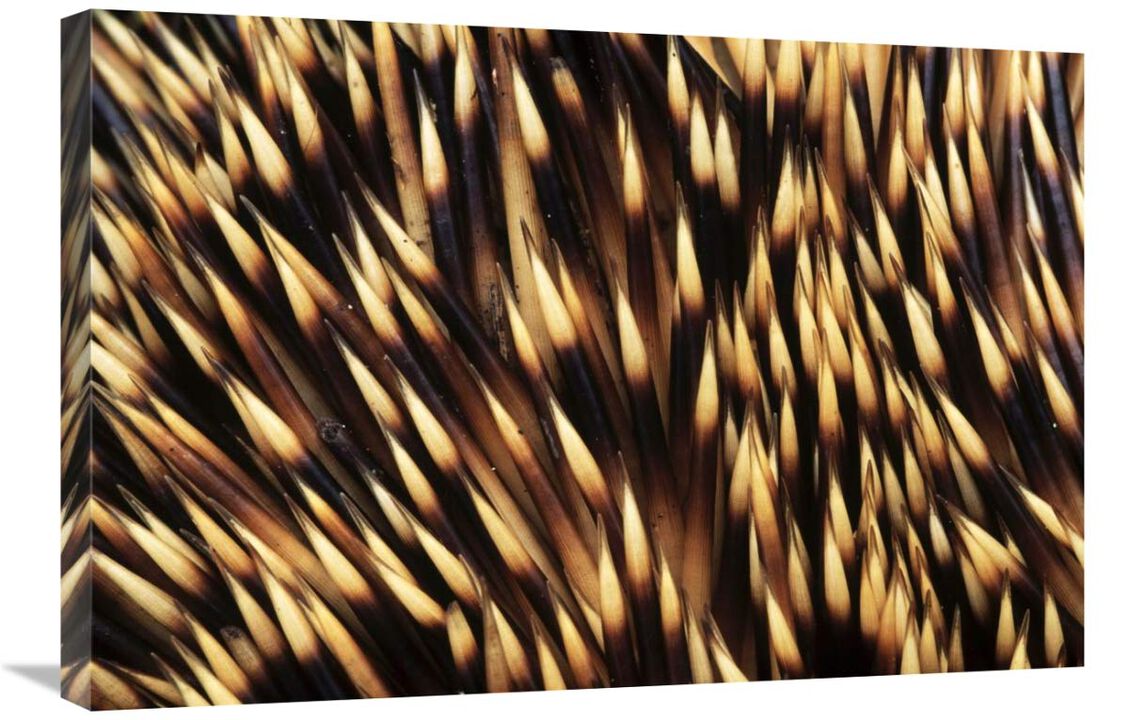 Brown-breasted Hedgehog detail of spines, Europe-Canvas Art-30x20