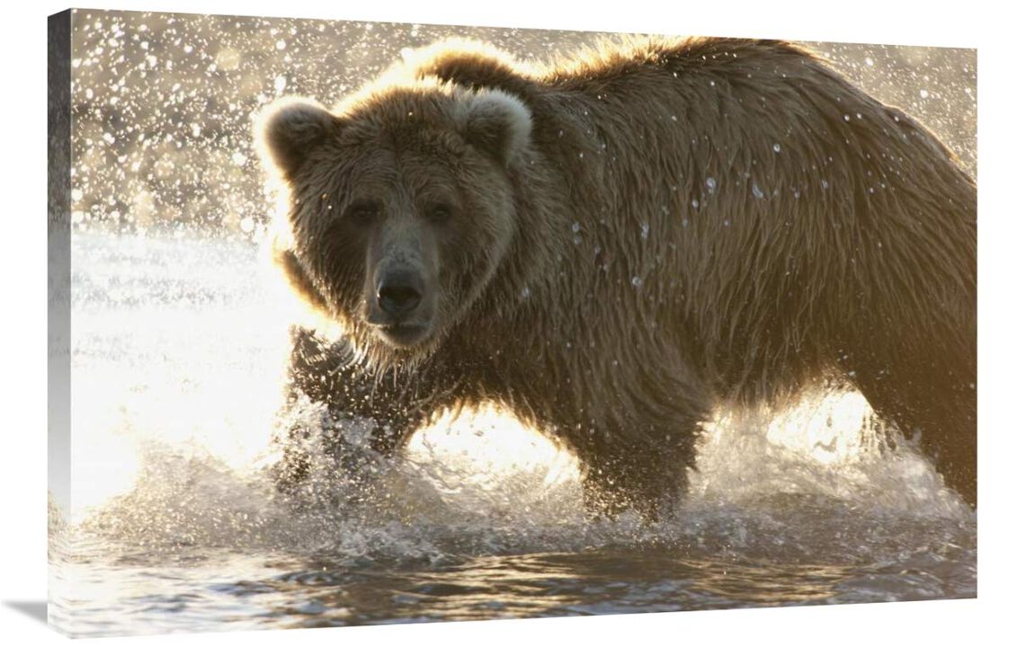 Grizzly Bear foraging for salmon in stream, Katmai National Park, Alaska-Canvas Art-36x24