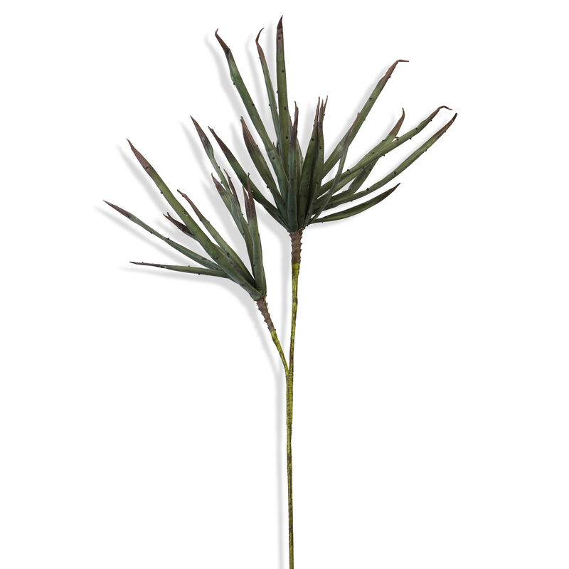 Palm Stem