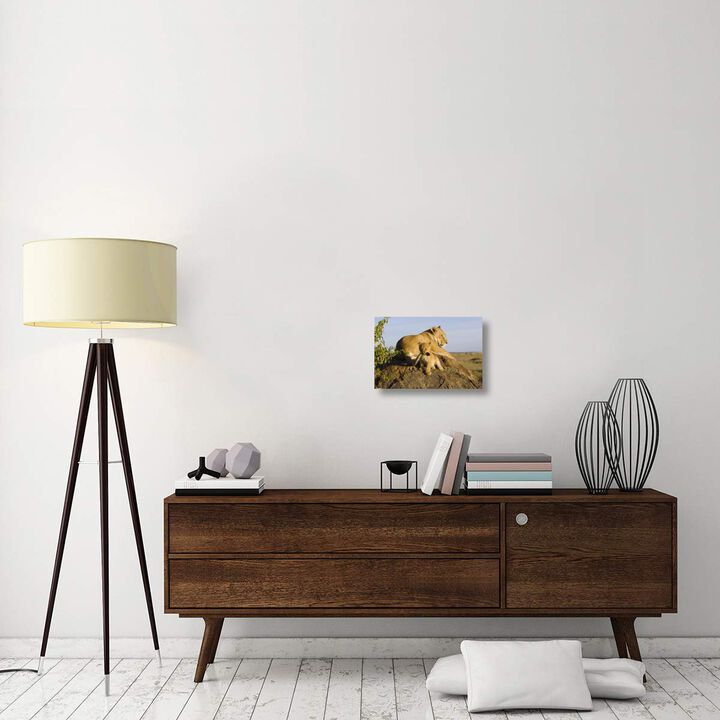 African Lion cub playing with its mothers tail, vulnerable, Masai Mara National Reserve, Kenya-Canvas Art-18x12