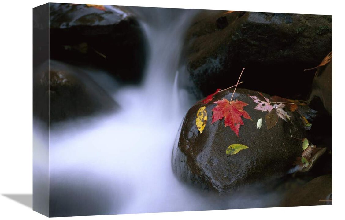 Little Pigeon River and fall Maple leaves, Great Smoky Mountains National Park-Canvas Art-16x12