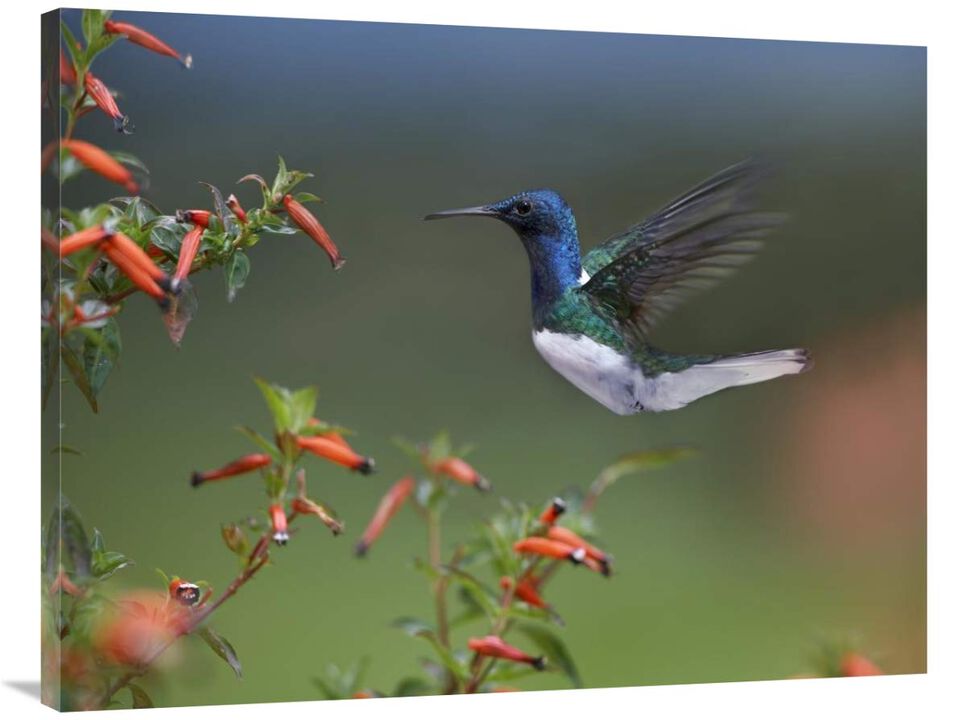 White-necked Jacobin hummingbird, male foraging, Costa Rica-Canvas Art-40x30