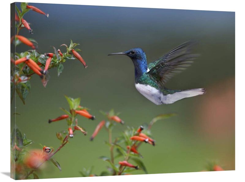 White-necked Jacobin hummingbird, male foraging, Costa Rica-Canvas Art-40x30