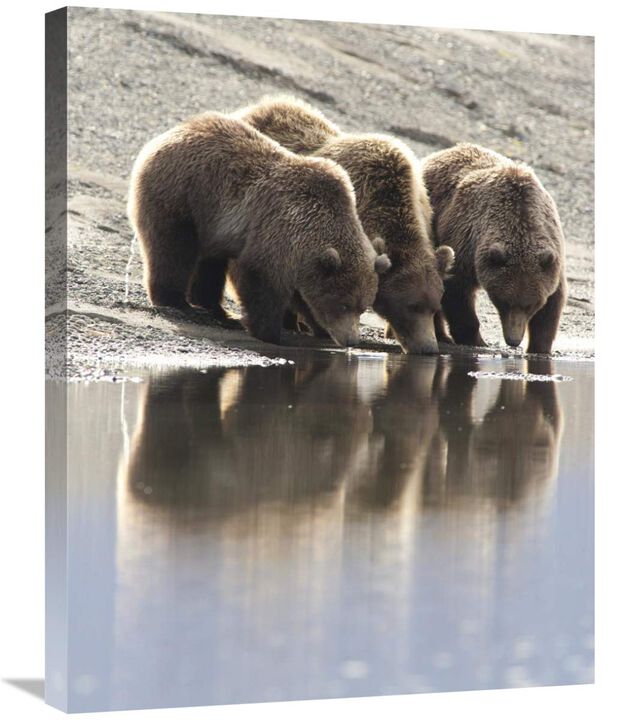 Grizzly Bear mother and yearling cubs drinking, Katmai National Park, Alaska-Canvas Art-22x28