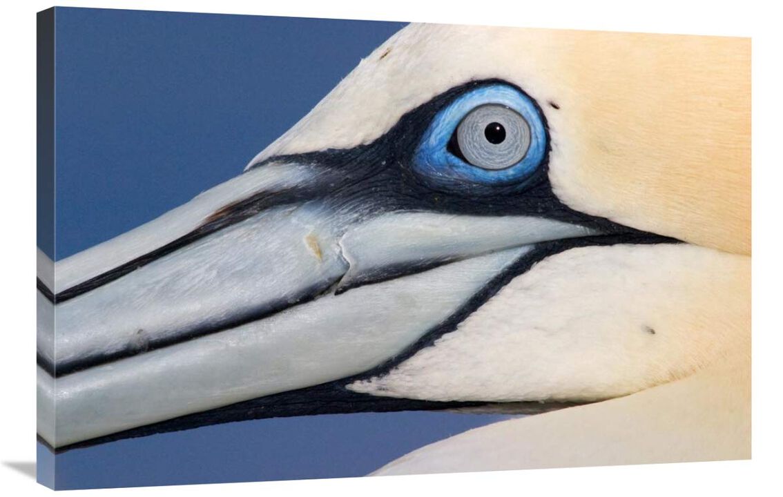 Northern Gannet profile, Saltee Islands, Ireland-Canvas Art-36x24