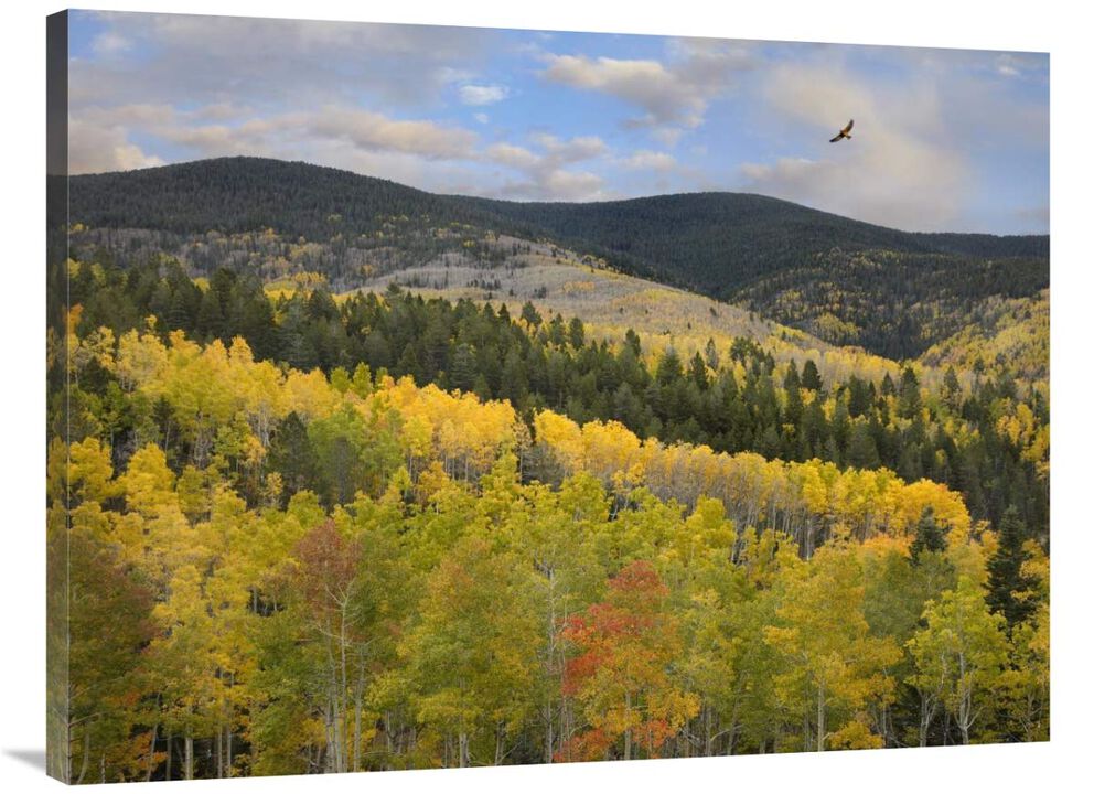 Coopers Hawk, Santa Fe National Forest, Sangre de Cristo Mountains, New Mexico-Canvas Art-40x30