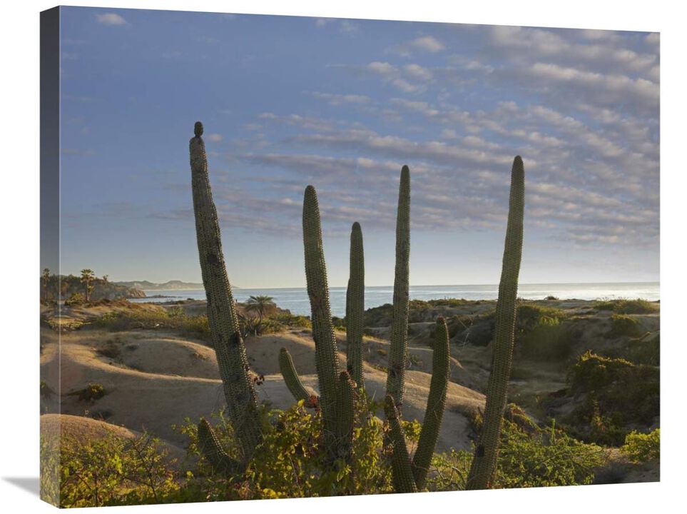 Organ Pipe Cactus overlooking Chelino Bay, Baja California, Mexico-Canvas Art-28x22