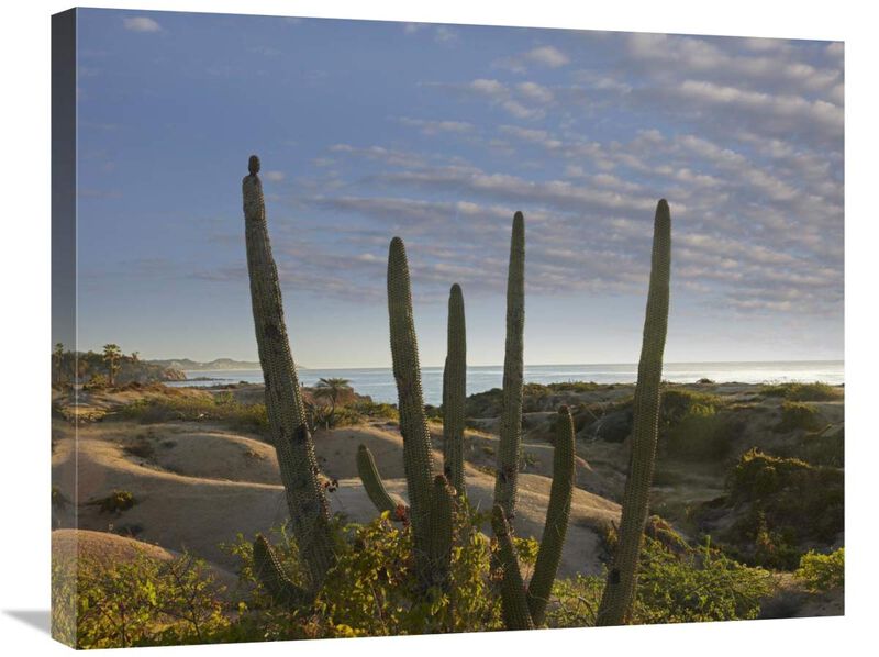 Organ Pipe Cactus overlooking Chelino Bay, Baja California, Mexico-Canvas Art-28x22