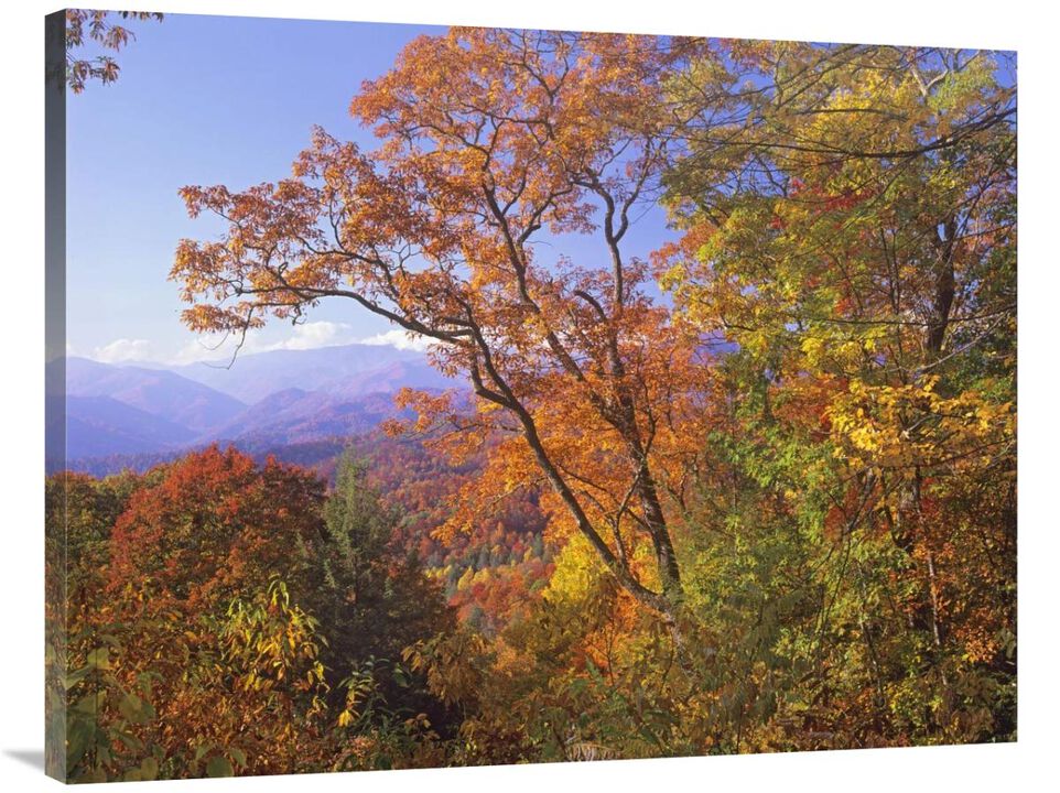 Great Smoky Mountains from, Blue Ridge Parkway, North Carolina-Canvas Art-40x30