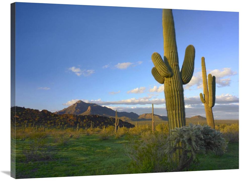 Saguaro and Teddybear Cholla, Picacho Peak State Park, Arizona-Canvas Art-40x30