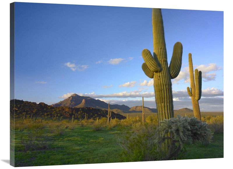 Saguaro and Teddybear Cholla, Picacho Peak State Park, Arizona-Canvas Art-40x30