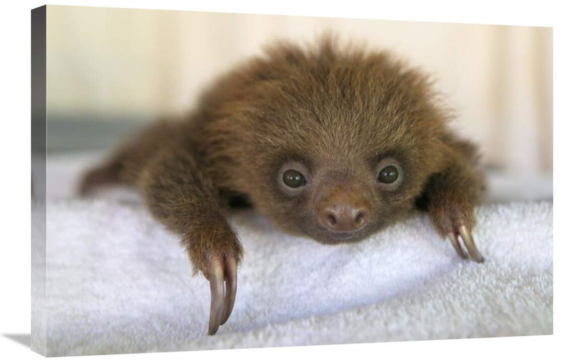 Hoffmanns Two-toed Sloth orphaned baby, Aviarios Sloth Sanctuary, Costa Rica-Canvas Art-30x20